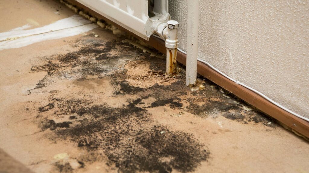Homeowner reviewing 24/7 Vancouver mold remediation plan with technician