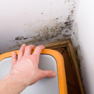 Common causes of mold growth in Vancouver homes caused by excess moisture