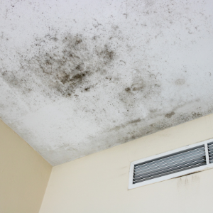Early warning signs of mold appearing on ceilings and walls