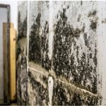 Black mold contamination commonly found after water damage